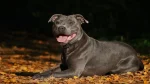 Staffordshire Bullterrier Dog photo
