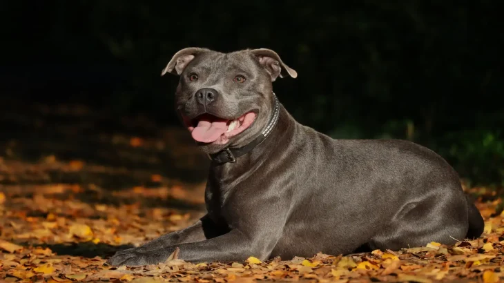 Staffordshire Bullterrier Dog photo