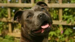 Staffordshire Bullterrier Dog photo