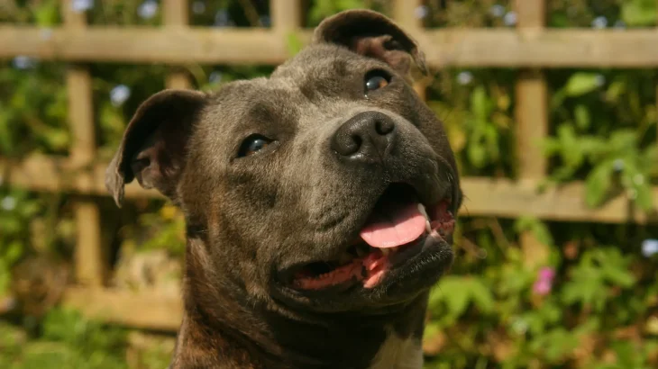Staffordshire Bullterrier Dog photo