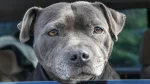 Staffordshire Bullterrier Dog photo