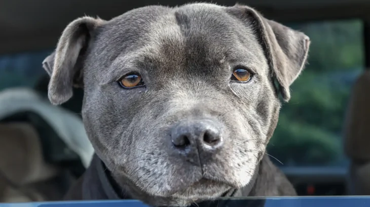 Staffordshire Bullterrier Dog photo