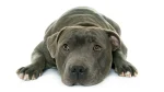 Staffordshire Bullterrier Dog photo