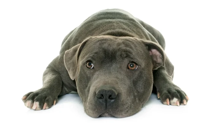 Staffordshire Bullterrier Dog photo