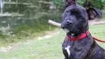 Staffordshire Bullterrier Dog photo