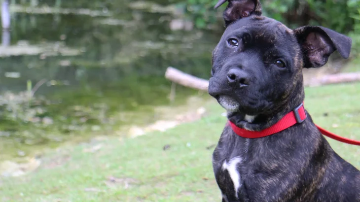 Staffordshire Bullterrier Dog photo