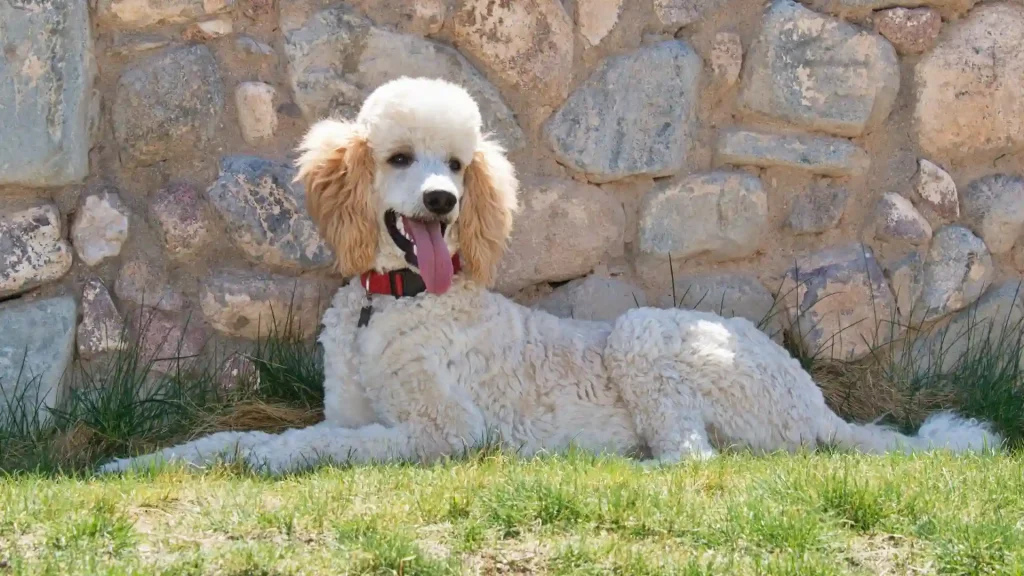 Standard Poodle Dog photo