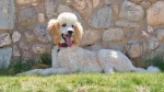 Standard Poodle Dog photo