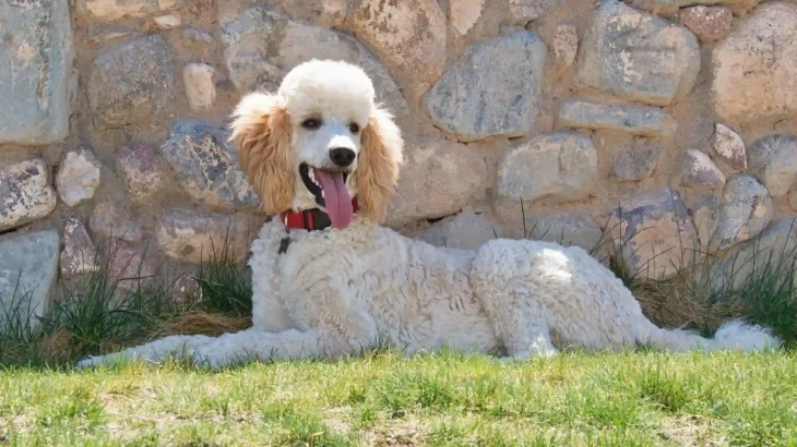 Standard Poodle Dog photo