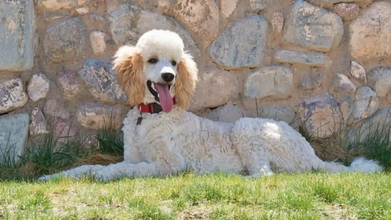 Standard Poodle Dog photo