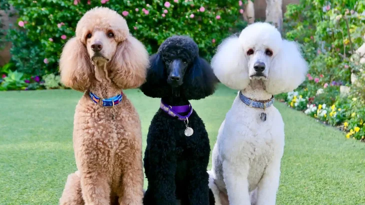 Standard Poodle Dog photo
