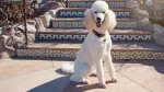 Standard Poodle Dog photo