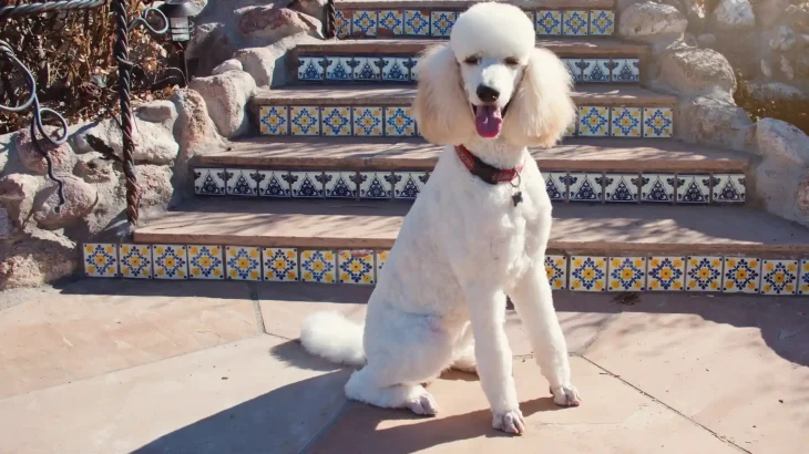 Standard Poodle Dog photo