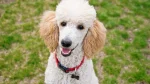 Standard Poodle Dog photo