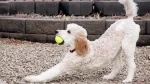 Standard Poodle Dog photo