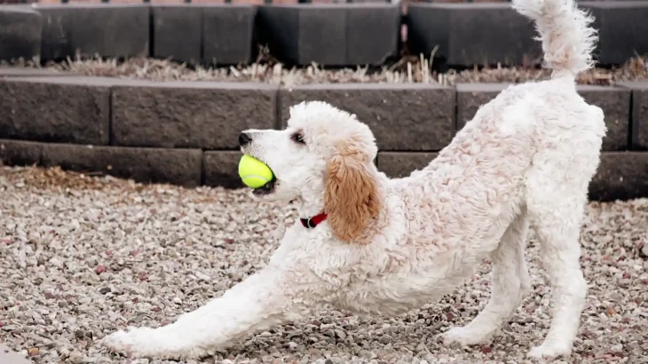 Standard Poodle Dog photo