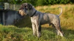 Standard Schnauzer Dog photo