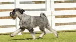 Standard Schnauzer Dog photo