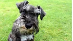 Standard Schnauzer Dog photo