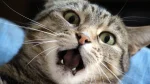 Sterling Cat photo