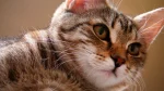 Sterling Cat photo