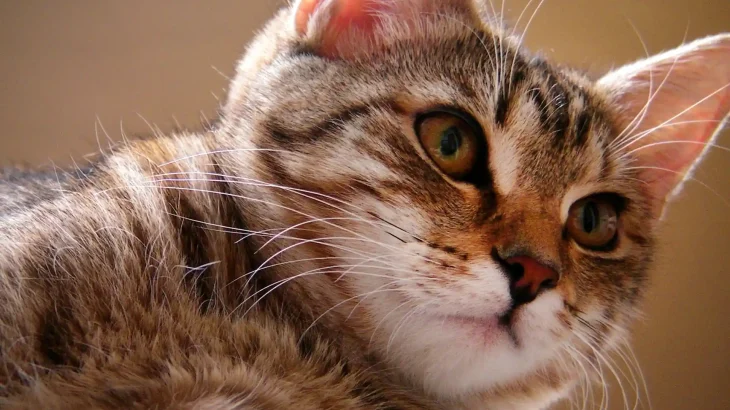 Sterling Cat photo