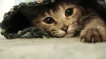 Sterling Cat photo