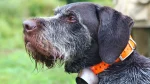 Stichelhaar Dog photo