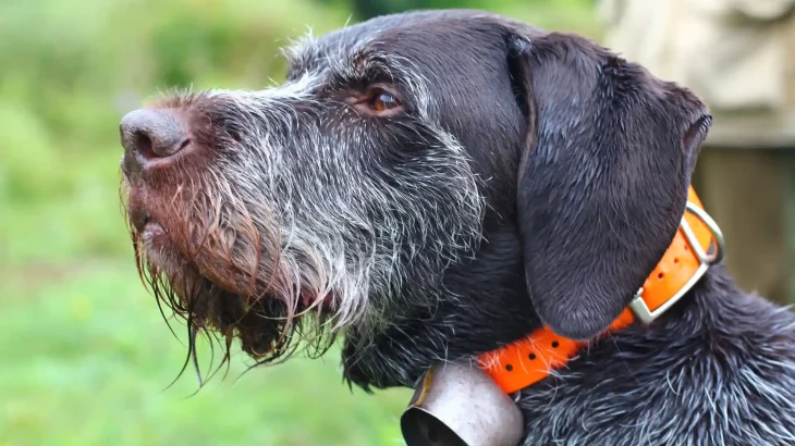 Stichelhaar Dog photo