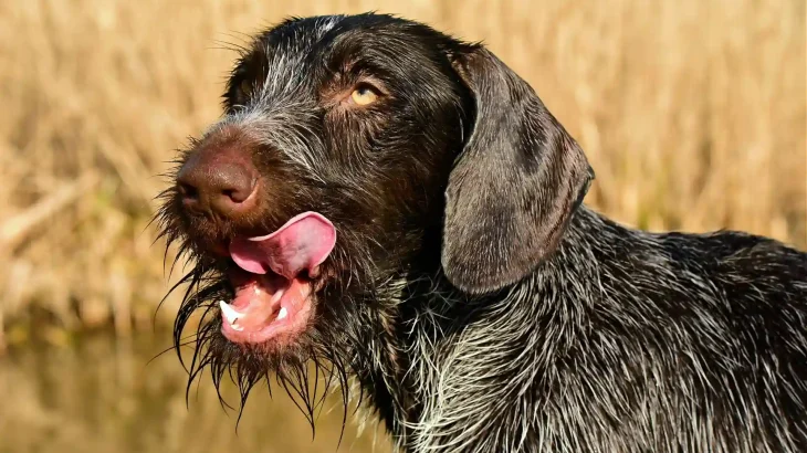 Stichelhaar Dog photo