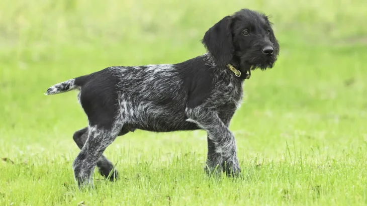 Stichelhaar Dog photo