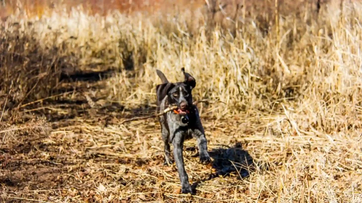 Stichelhaar Dog photo
