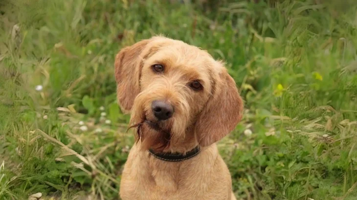 Styrian Roughhaired Mountain Hound Dog photo