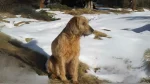 Styrian Roughhaired Mountain Hound Dog photo