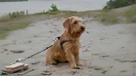 Styrian Roughhaired Mountain Hound Dog photo