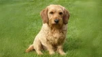 Styrian Roughhaired Mountain Hound Dog photo