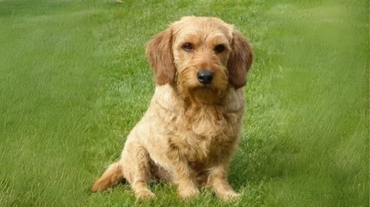 Styrian Roughhaired Mountain Hound Dog photo