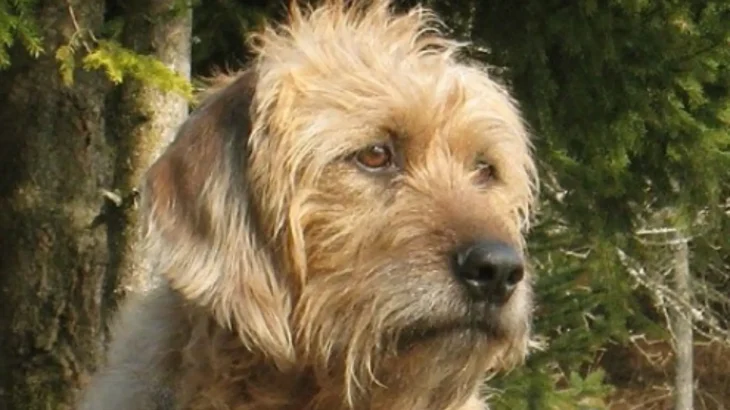 Styrian Roughhaired Mountain Hound Dog photo