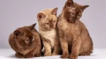 Suphalak Cat photo