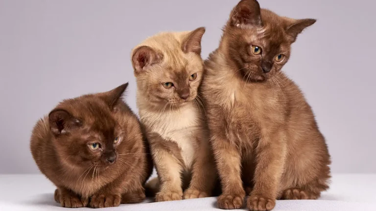 Suphalak Cat photo