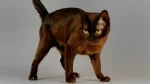 Suphalak Cat photo