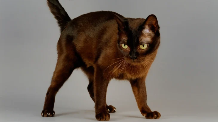 Suphalak Cat photo