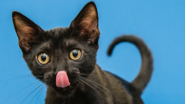 Suphalak Cat photo