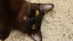 Suphalak Cat photo