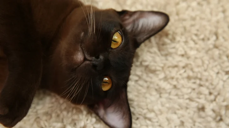 Suphalak Cat photo