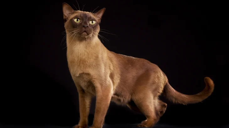 Suphalak Cat photo