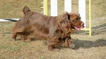 Sussex Spaniel Dog photo