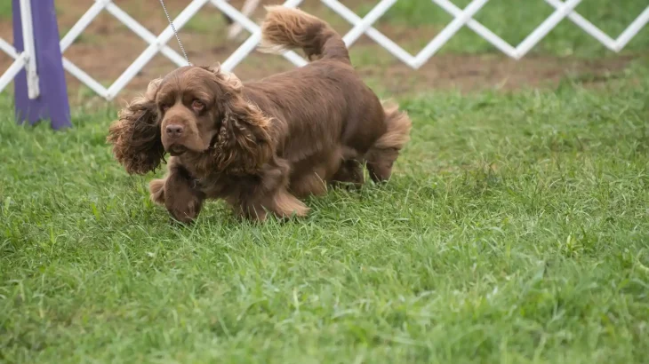 Sussex Spaniel Dog photo