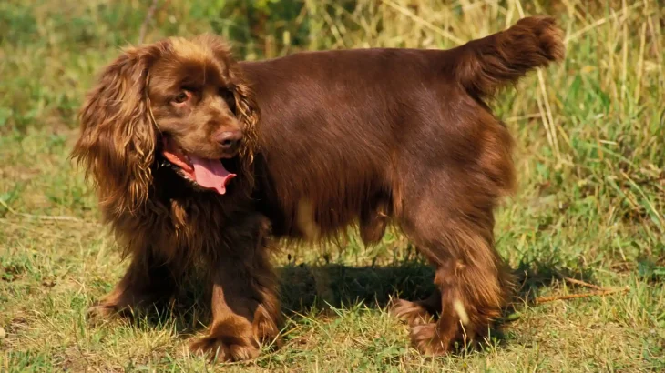 Sussex Spaniel Dog photo