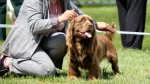 Sussex Spaniel Dog photo